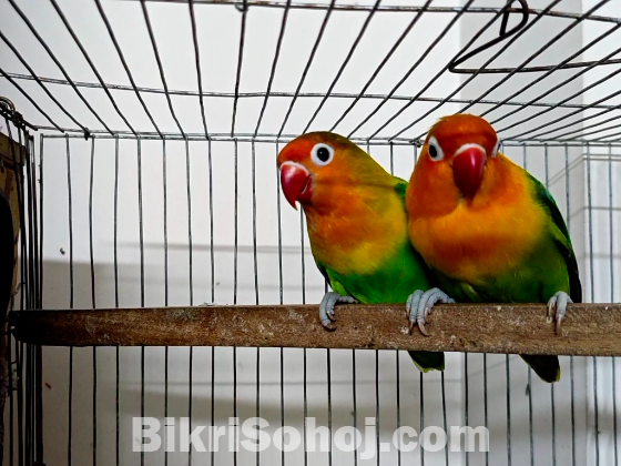 Love bird pair